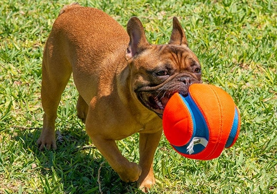 Dog Soccer Ball